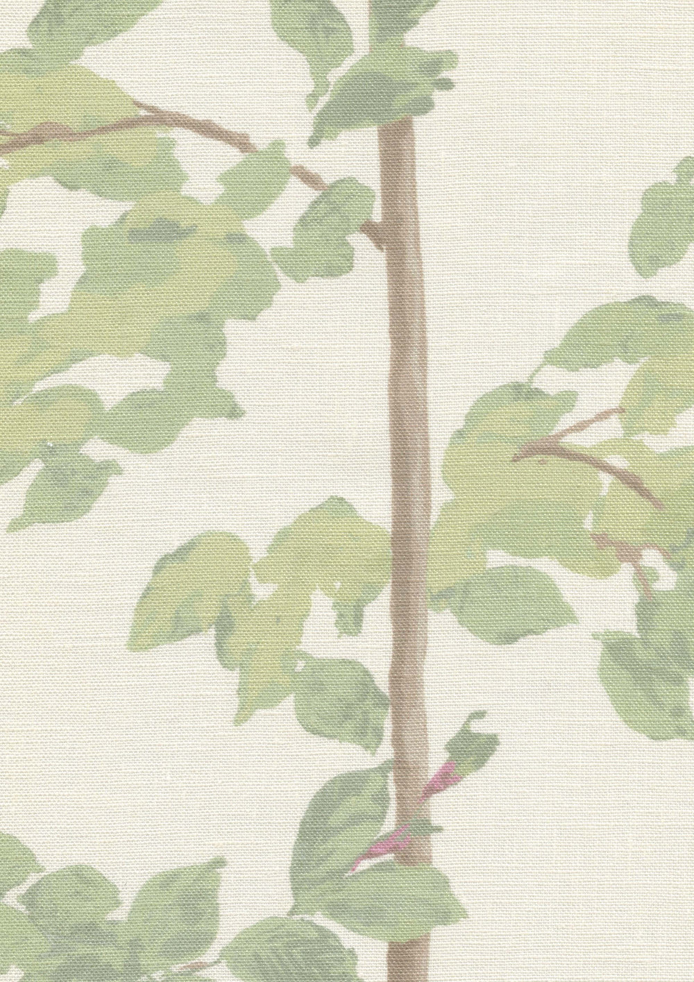 Beech Document Green