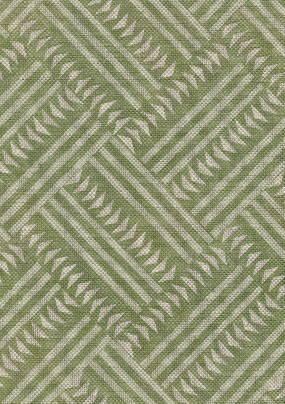 Checkerbox Cactus