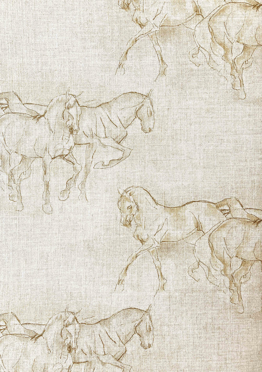 Equus Equus